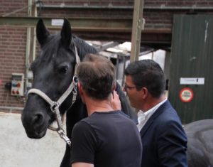 Equine Assisted Learing PardenInzicht Coaching with Horses www.paardeninzicht.nl info@paardeninzicht.nl